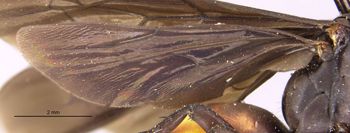 Media type: image;   Entomology 13685 Aspect: Wing hind